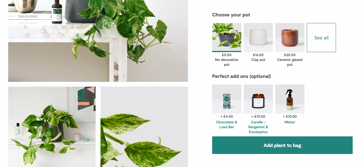 A PDP screenshot showing a picture of a Marble Queen pothos on the left, pot options and add ons on the right.