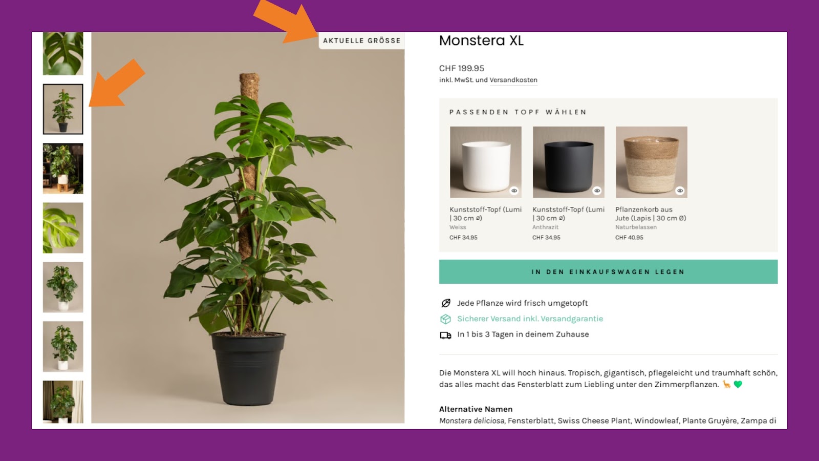 A PDP of a big monstera plant. One orange arrow points to the product images on the left, the other one on a label saying this is the "current size".